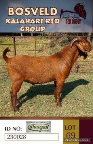 1X KALAHARI REDS FLOCK BUCK DHIDEJAK