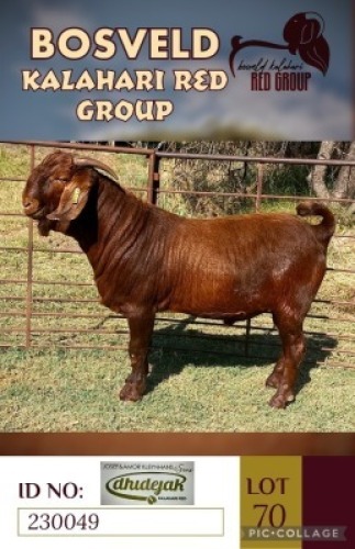 1X KALAHARI REDS FLOCK BUCK DHIDEJAK