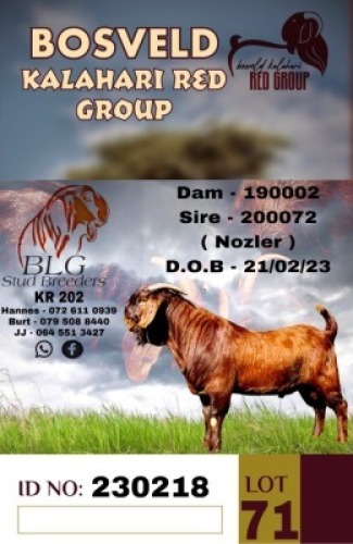1X KALAHARI REDS FLOCK BUCK BLG STUD BREEDERS