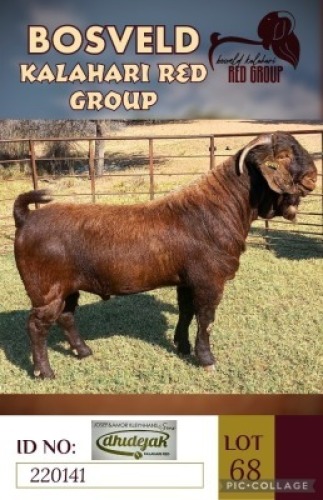 1X KALAHARI REDS STUD BUCK DHIDEJAK