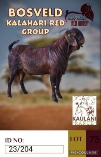 1X KALAHARI REDS FLOCK BUCK KAULANI RANCH