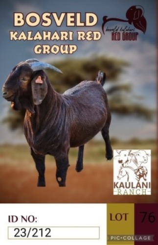 1X KALAHARI REDS FLOCK BUCK KAULANI RANCH