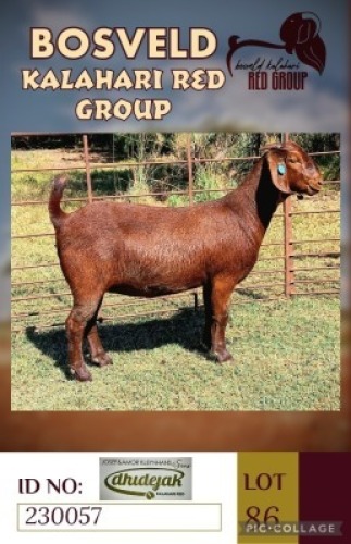 1X KALAHARI REDS STUD DOE DHIDEJAK