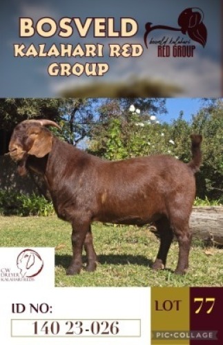 1X KALAHARI REDS FLOC BUCK CW DREYER