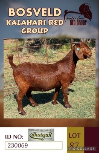 1X KALAHARI REDS STUD DOE DHIDEJAK