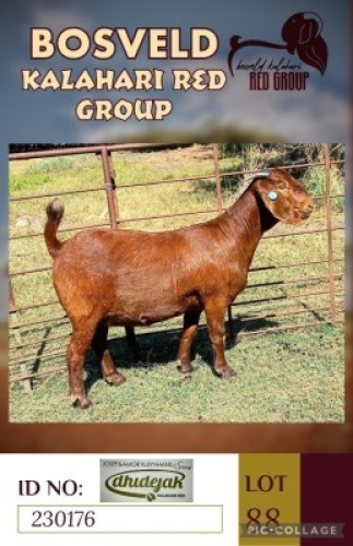 1X KALAHARI REDS STUD DOE DHIDEJAK