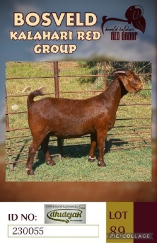 1X KALAHARI REDS STUD DOE DHIDEJAK