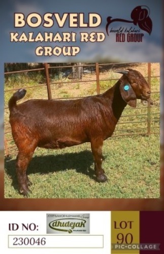 1X KALAHARI REDS STUD DOE DHIDEJAK