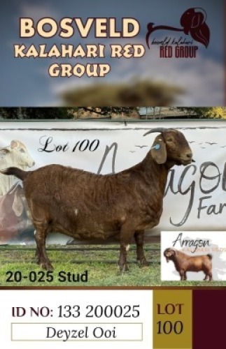 1X KALAHARI REDS STUD DOE ARRAGON KALAHARI REDS