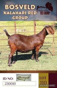 1X KALAHARI REDS STUD DOE DHIDEJAK