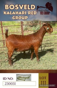 1X KALAHARI REDS FLOCK ON TEATS DOE DHIDEJAK