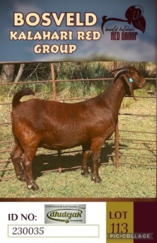 1X KALAHARI REDS STUD DOE DHIDEJAK