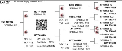 LOT 27 - HOT 180010 - FEMALE