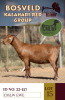 1X KALAHARI REDS STUD DOE CMLW BOERDERY