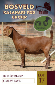 1X KALAHARI REDS PREGNANT STUD DOE CMLW BOERDERY