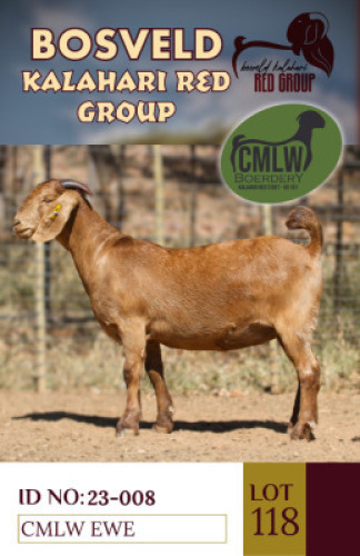 1X KALAHARI REDS PREGNANT FLOCK DOE CMLW BOERDERY