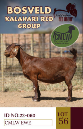 1X KALAHARI REDS PREGNANT STUD DOE CMLW BOERDERY