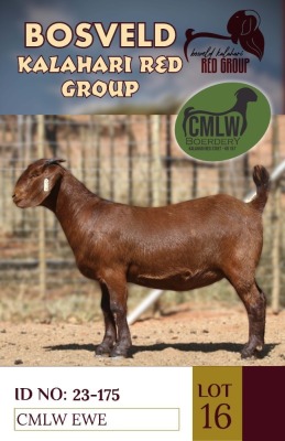 1X KALAHARI REDS STUD DOE CMLW BOERDERY