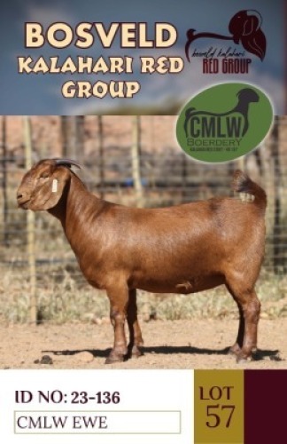 1X KALAHARI REDS PREGNANT STUD DOE CMLW BOERDERY
