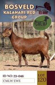 1X KALAHARI REDS PREGNANT FLOCK DOE CMLW BOERDERY