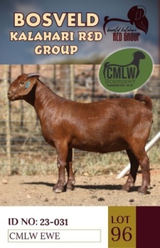1X KALAHARI REDS PREGNANT STUD DOE CMLW BOERDERY