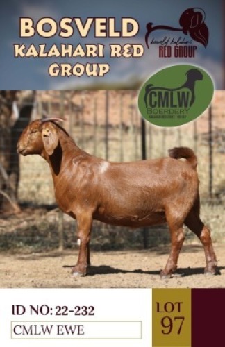 1X KALAHARI REDS STUD DOE CMLW BOERDERY