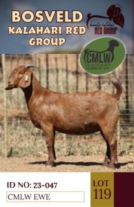 1X KALAHARI REDS PREGNANT STUD DOE CMLW BOERDERY