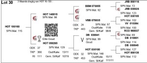 LOT 30 - HOT 180160 - FEMALE