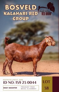 1X KALAHARI REDS PREGNANT STUD DOE KROKODILNEST