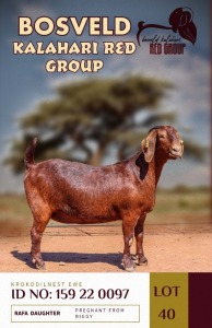 1X KALAHARI REDS PREGNANT STUD DOE KROKODILNEST