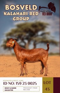 1X KALAHARI REDS PREGNANT STUD DOE KROKODILNEST