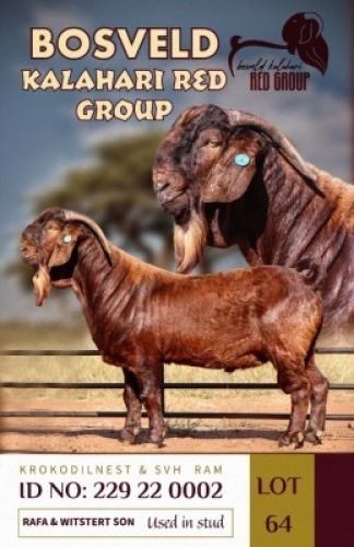 1X KALAHARI REDS STUD BUCK KROKODILNEST