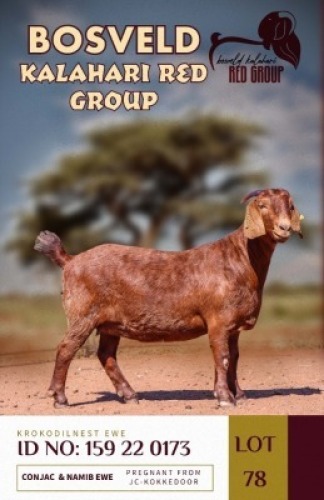 1X KALAHARI REDS PREGNANT STUD DOE KROKODILNEST