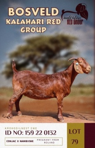 1X KALAHARI REDS PREGNANT STUD DOE KROKODILNEST