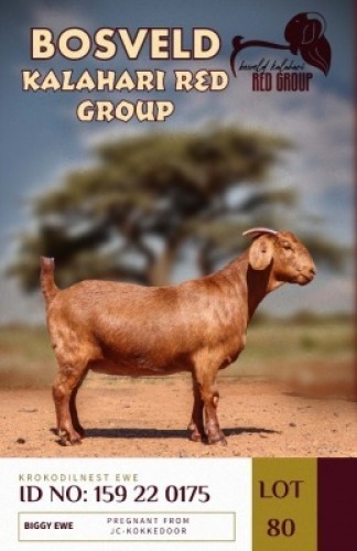 1X KALAHARI REDS PREGNANT FLOCK DOE KROKODILNEST