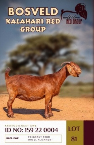 1+1X KALAHARI REDS STUD DOE KROKODILNEST
