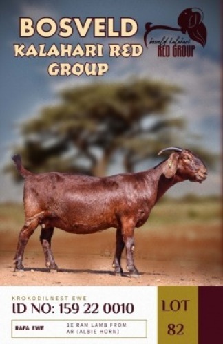 1+1X KALAHARI REDS STUD DOE KROKODILNEST