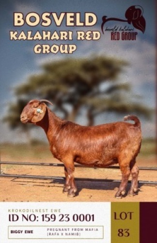 1X KALAHARI REDS PREGNANT STUD DOE KROKODILNEST