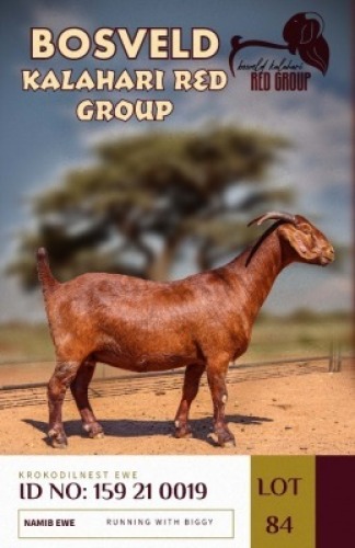 1X KALAHARI REDS STUD DOE KROKODILNEST