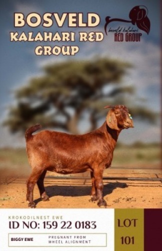 1X KALAHARI REDS PREGNANT STUD DOE KROKODILNEST