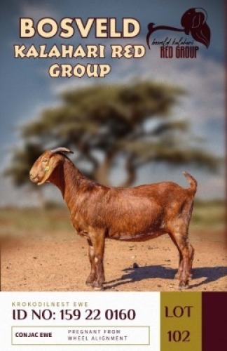 1X KALAHARI REDS PREGNANT STUD DOE KROKODILNEST