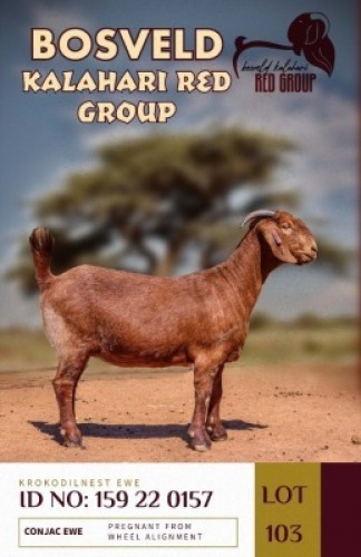 1X KALAHARI REDS PREGNANT FLOCK DOE KROKODILNEST