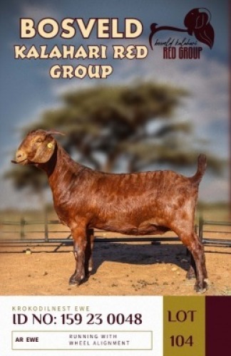 1X KALAHARI REDS STUD DOE KROKODILNEST