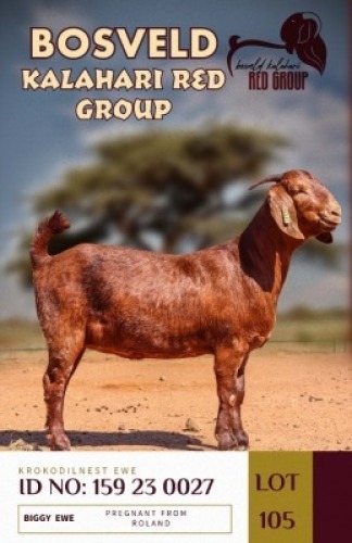 WITHDRAWN - 1X KALAHARI REDS PREGNANT DOE KROKODILNEST
