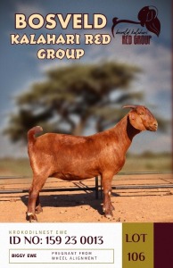 1X KALAHARI REDS PREGNANT STUD DOE KROKODILNEST