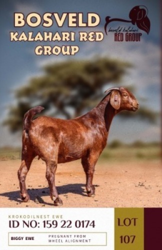 1X KALAHARI REDS PREGNANT STUD DOE KROKODILNEST