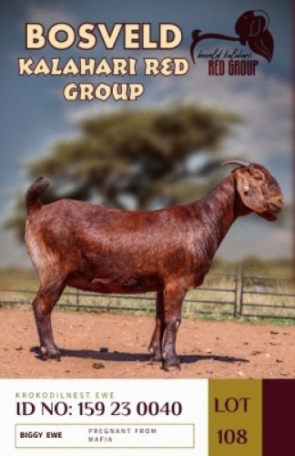 1X KALAHARI REDS PREGNANT FLOCK DOE KROKODILNEST