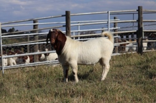 1X BOERGOAT RAM GH MULLER & SEUNS