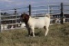 1X BOERGOAT RAM GH MULLER & SEUNS