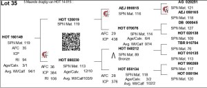 LOT 35 - HOT 160149 - Pregnant Cow